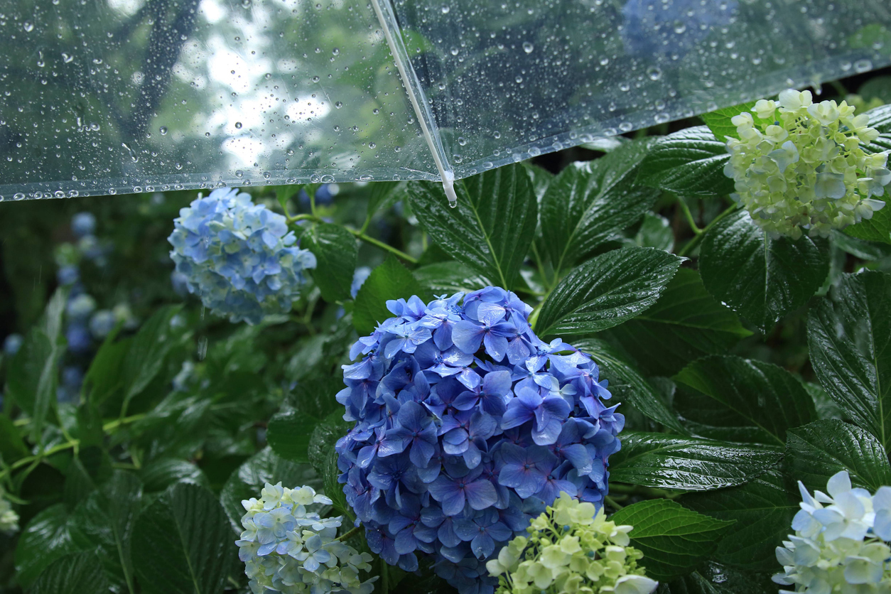 ものの見方を変える重要性 ～梅雨入りを通じて考える～